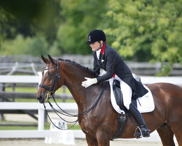 dressage horse Burberry (Hanoverian, 2011, from Bonifatius)