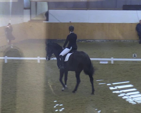 Reitturnier Datteln 2023