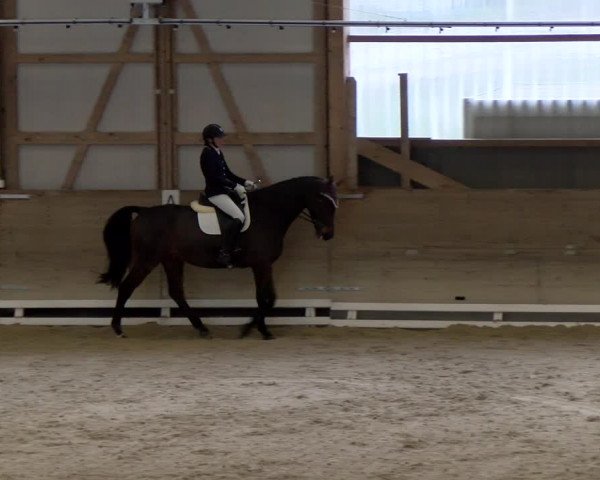 Reitturnier Schaffhausen 2023