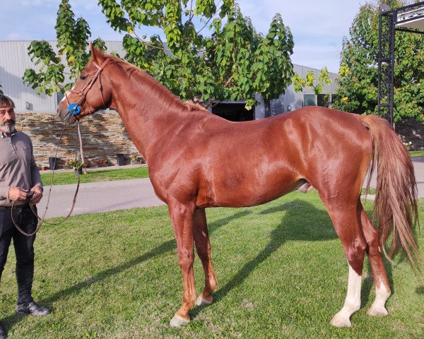 horse Tic Tac B Z (Zangersheide riding horse, 2019, from Tangelo van de Zuuthoeve)