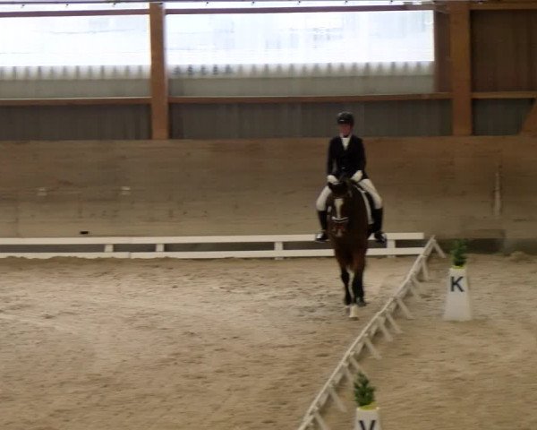 Reitturnier Schaffhausen 2023