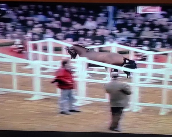 Video of Quidam's Rubin