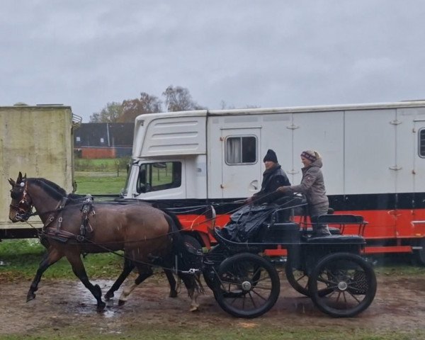 Pferd Quietschie (Holsteiner, 2017, von Caracho)