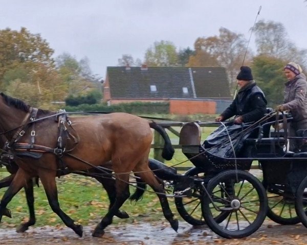 broodmare Baldwina (Holsteiner, 2009, from Casiro II)