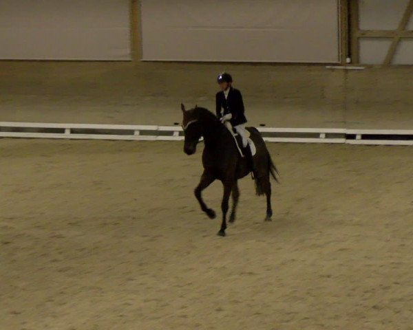 Reitturnier Schaffhausen 2023