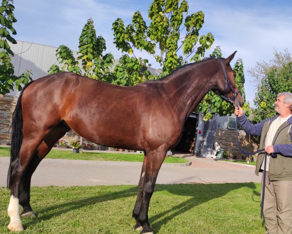 horse Arena of Escus Z (Zangersheide riding horse, 2019, from Arko III)