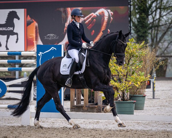 dressage horse Inspector O (Oldenburg, 2018, from Asgard's Ibiza)
