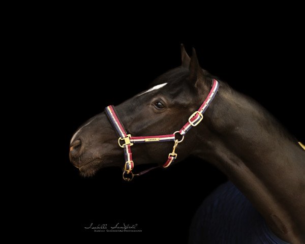 Dressurpferd Simply the Best 38 (Deutsches Sportpferd, 2015, von Sezuan)