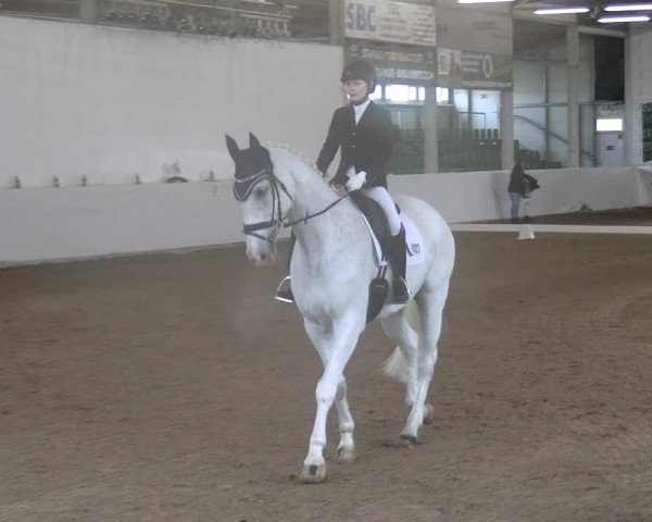 Reitturnier Zweibrücken-Landgestüt / Halle 2023