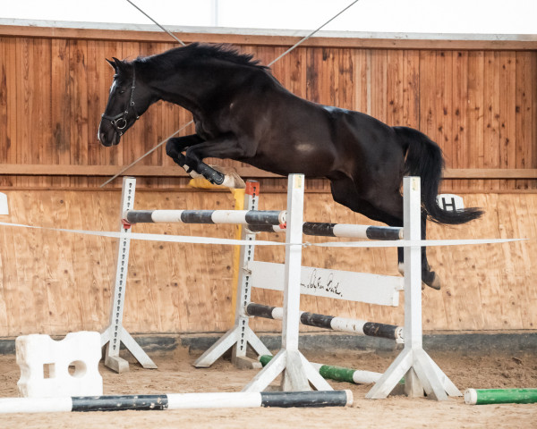Springpferd Richard 76 (Deutsches Sportpferd, 2007, von Rudelsburg)