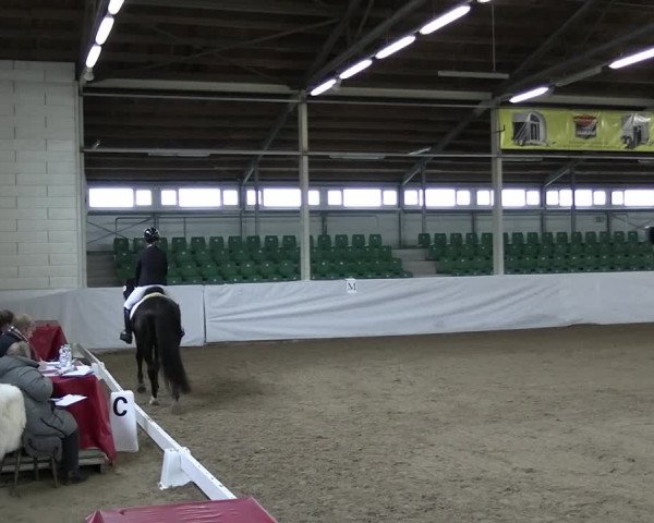 Reitturnier Zweibrücken-Landgestüt / Halle 2023