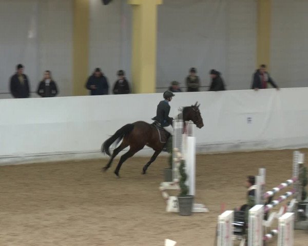 Springturnier Stadl-Paura 2023