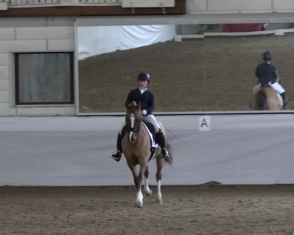 Reitturnier Zweibrücken-Landgestüt / Halle 2023