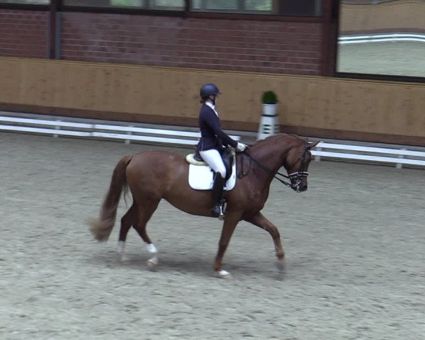 Reitturnier Hamburg-Friedrichshulde/Sylva Kuhrt 2023