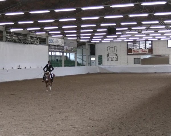 Reitturnier Zweibrücken-Landgestüt / Halle 2023