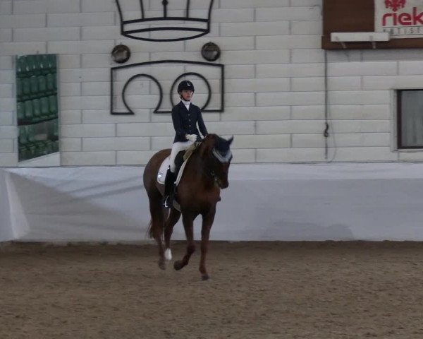 Reitturnier Zweibrücken-Landgestüt / Halle 2023