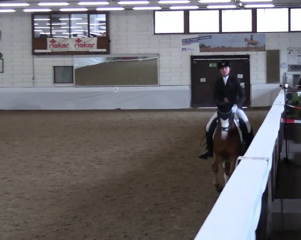 Reitturnier Zweibrücken-Landgestüt / Halle 2023
