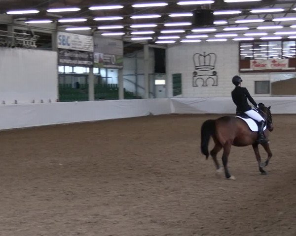 Reitturnier Zweibrücken-Landgestüt / Halle 2023