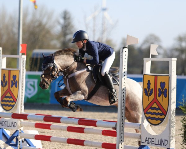 jumper Averleth Gareth (Welsh-Pony (Section B), 2002, from Grisu N)