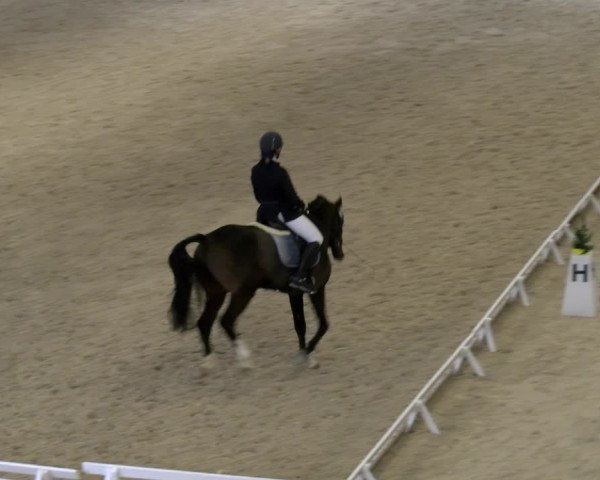 Reitturnier Schaffhausen 2023