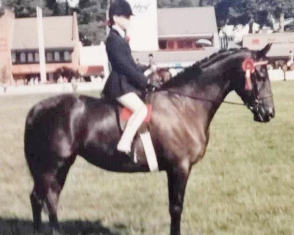 horse Chinook Taffeta (British Riding Pony, 1982, from Chinook Wayfarer) horse Chinook Taffeta (British Riding Pony, 1982, from Chinook Wayfarer)