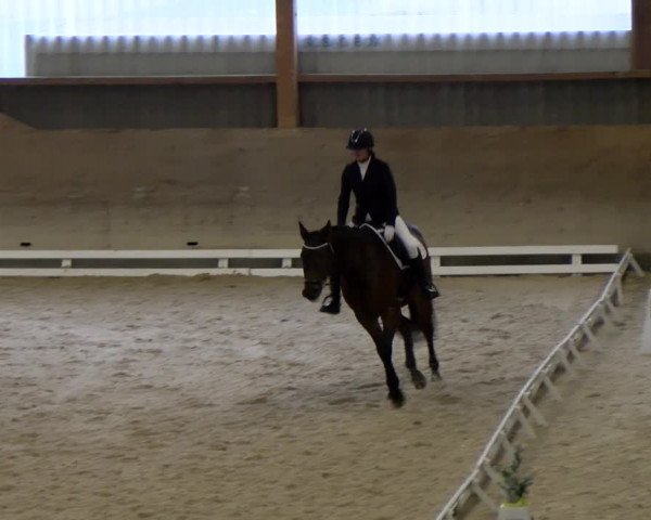 Reitturnier Schaffhausen 2023
