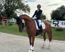 dressage horse Inferno 34 (KWPN (Royal Dutch Sporthorse), 2013, from Cover Story)