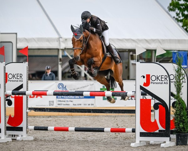 jumper Aarhof's Quiwi CH (Swiss Warmblood, 2014, from Quiwi Dream)