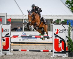 Springpferd Aarhof's Quiwi CH (Schweizer Warmblut, 2014, von Quiwi Dream)