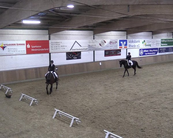 Reitturnier Rhede 2023