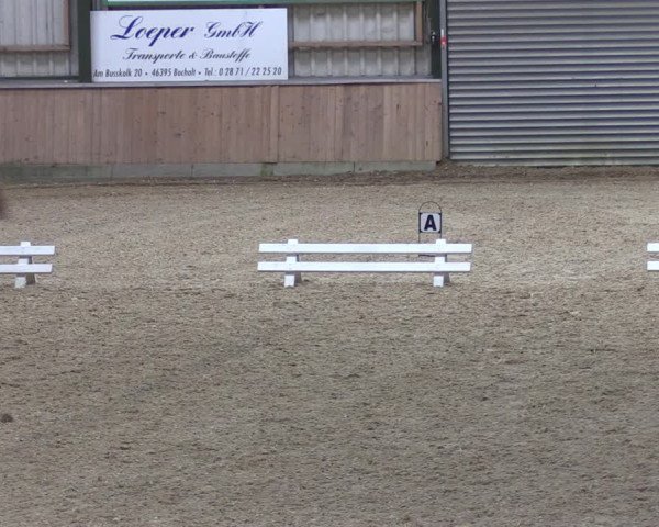 Reitturnier Rhede 2023