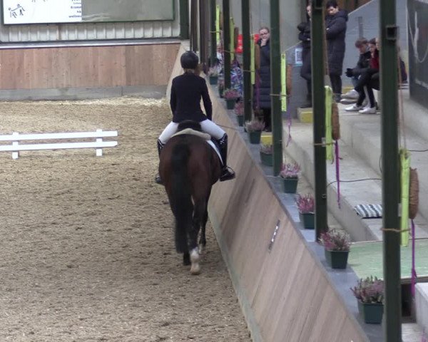 Reitturnier Rhede 2023