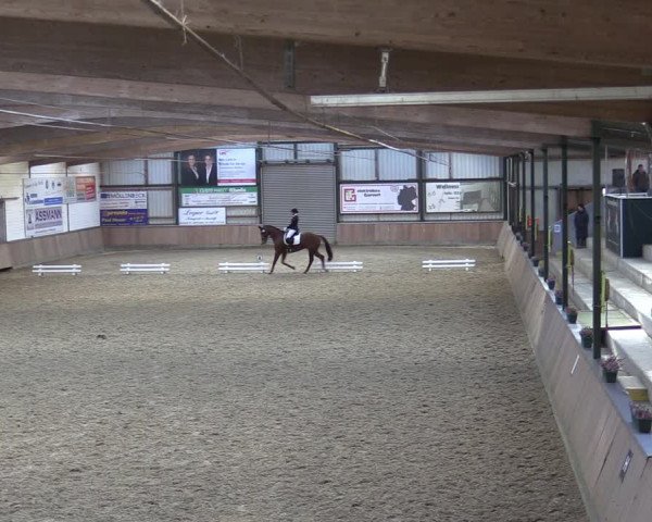 Reitturnier Rhede 2023