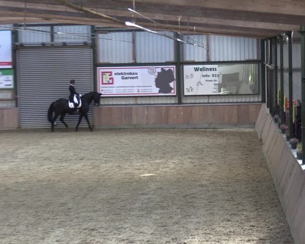 Reitturnier Rhede 2023