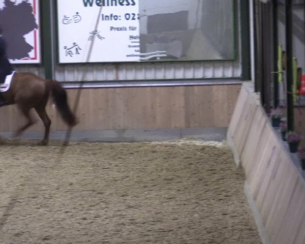 Reitturnier Rhede 2023