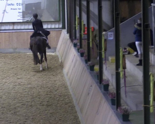 Reitturnier Rhede 2023