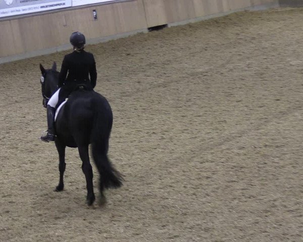 Reitturnier Rhede 2023