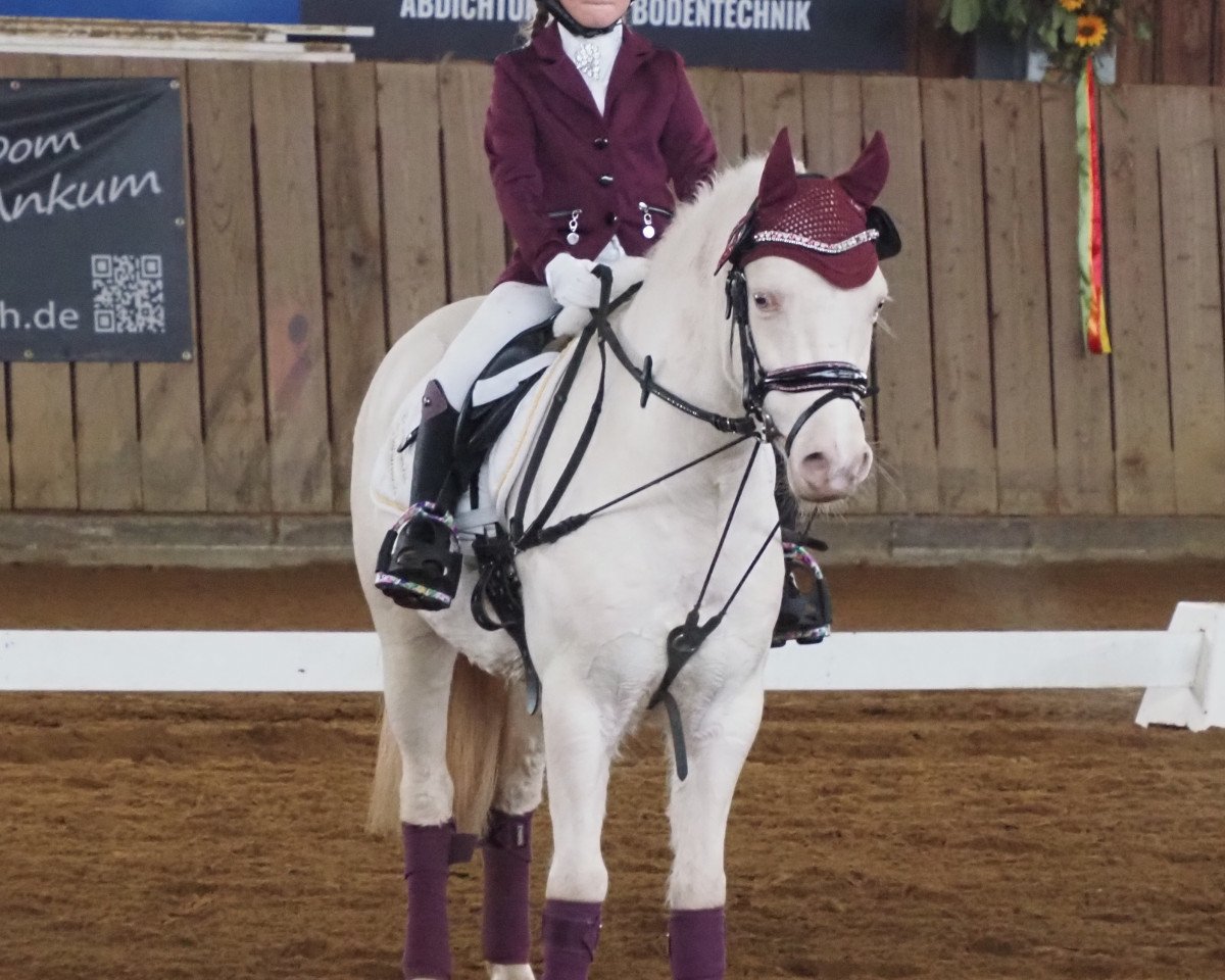 Pferd Sky MK (Welsh Mountain Pony (Sek.A), 2018, von Kastanjehof Chip)