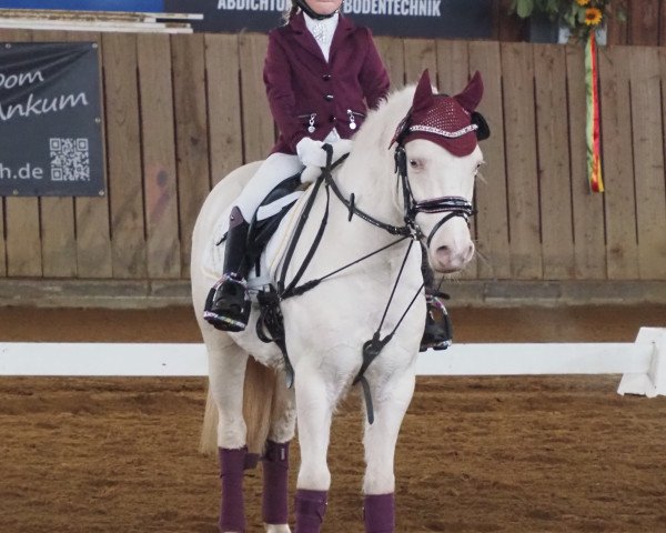 Pferd Sky MK (Welsh Mountain Pony (Sek.A), 2018, von Kastanjehof Chip)