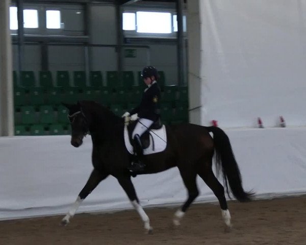 Reitturnier Zweibrücken-Landgestüt / Halle 2023