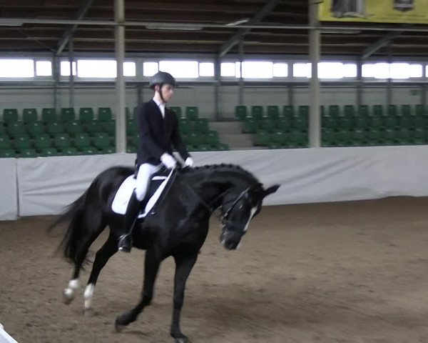 Reitturnier Zweibrücken-Landgestüt / Halle 2023