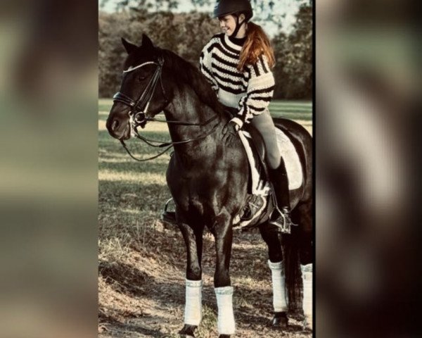 Deckhengst Black Power (Deutsches Reitpony, 2007, von Hilkens Black Delight)
