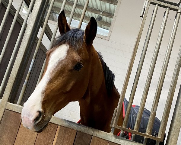Springpferd Sabatino Rebel (Hannoveraner, 2018, von Stakkato Gold)