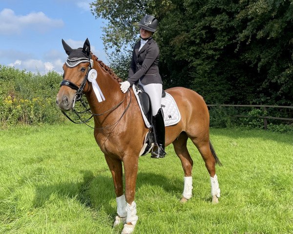 Dressurpferd Everybody's Darling 12 (Hannoveraner, 2010, von Edward 28)