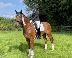 Dressurpferd Everybody's Darling 12 (Hannoveraner, 2010, von Edward 28)