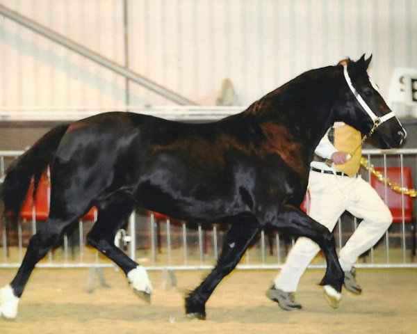 broodmare Trevallion Black Polly (Welsh-Cob (Sek. D), 1999, from Trevallion Flash Jack)