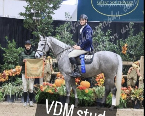 broodmare Love Me F Z (Zangersheide riding horse, 2018, from Levisto Z)