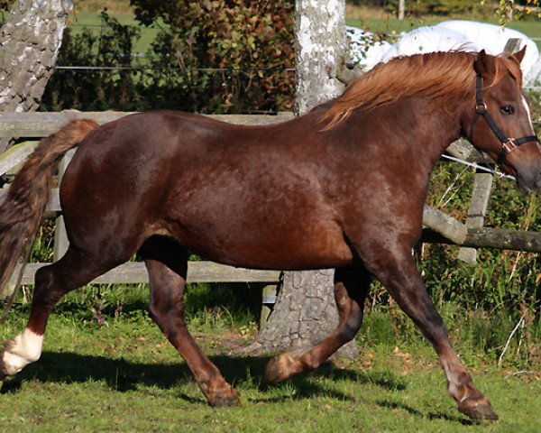 broodmare Fronarth Rose Queen (Welsh-Cob (Sek. D), 1999, from Cathedine Telynor)