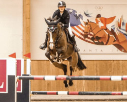 jumper Chaccmo RT (Oldenburg show jumper, 2016, from Chacco's Son II)