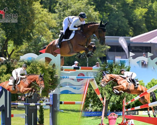 jumper Tyson H (Westphalian, 2016, from Toulon)